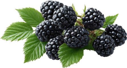 Close-up of blackberries on vine with leaves