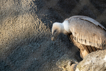 Close-up portrait of a griffon vulture with a powerful curved beak and piercing eye. Detailed side profile shows textured feathers against a soft, natural background.