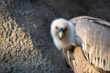 Close-up portrait of a griffon vulture with a powerful curved beak and piercing eye. Detailed side profile shows textured feathers against a soft, natural background.
