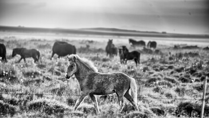 Icelandic horses grazing in the countryside during a warm summer sunset