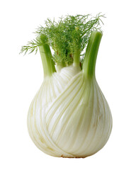 Close-up of a fresh fennel bulb.  Green fronds atop a round, white bulb with intricate ridges