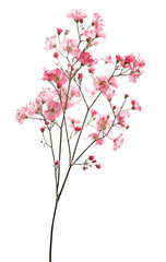 Delicate pink blossoms clustered on stem