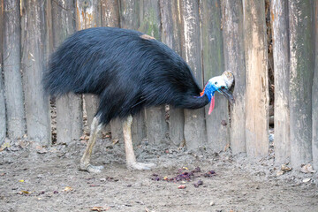 Close-up portrait of a southern cassowary with vivid blue neck and red wattles. Side view highlights the powerful beak, glossy black feathers, and prehistoric appearance.