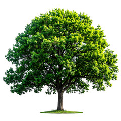 Obraz premium Lush, isolated tree with a full canopy of green leaves and a sturdy trunk, on black