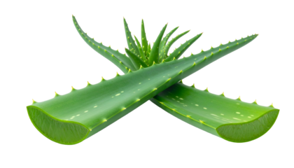 Two green aloe vera leaves crossing against a black background. Sharp spiky edges visible