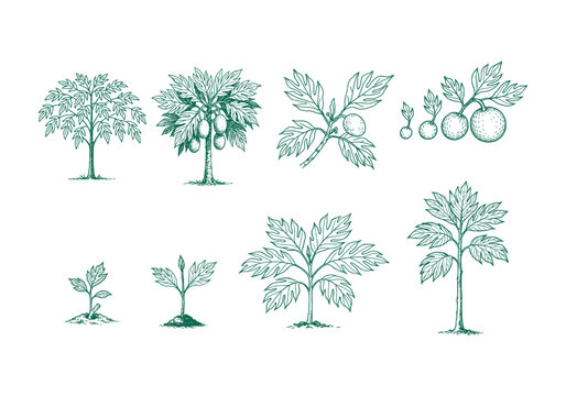 Planting Breadfruit Hand Drawn Illustration Vector by AZ for Books, Arts, Design and Decoration Graphic Asset