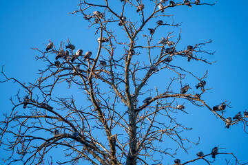 Flock of pigeons perched on bare tree branches against a clear blue sky. Wide shot highlights social behavior, natural patterns, and strong contrast between branches and sky.