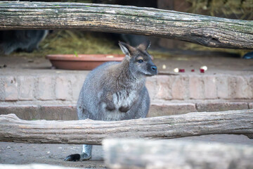 Grey wallaby standing behind wooden logs in a zoo enclosure. Calm posture highlights soft fur, alert ears, and natural marsupial behavior in a controlled wildlife setting.