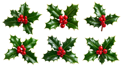Six digital renderings of holly sprigs with vibrant green leaves and bright red berries