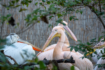 Close-up portrait of a pink pelican with long beak and soft feathers. Elegant water bird against blurred background, natural light, calm zoo wildlife scene.
