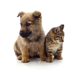 Small puppy and tabby kitten sitting together on a white background.