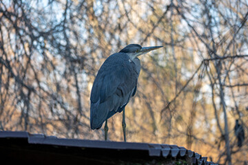 Grey heron standing on a roof edge, alert and still, with soft bokeh of bare trees behind. Urban wildlife scene in natural light, calm atmosphere, winter or early spring.