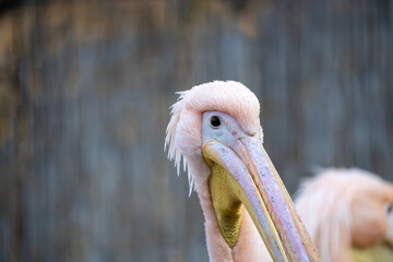 Close-up portrait of a pink pelican with a long beak and soft feathers. Detailed profile view with shallow depth of field and a calm, natural zoo or wildlife background.