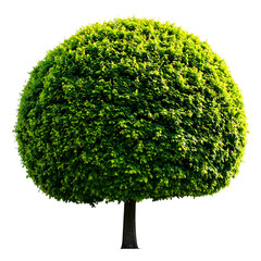 A perfectly trimmed, spherical green shrub with a dark trunk against a transparent background