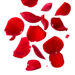 Vivid scattered red rose petals isolated against a solid black background