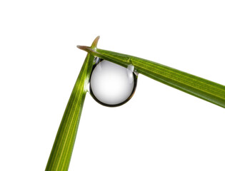 Morning dew drop on green grass blade nature isolated on transparent background