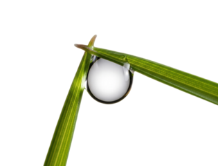 Morning dew drop on green grass blade nature isolated on transparent background