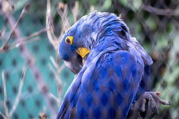 Close-up portrait of a blue hyacinth macaw perched on a branch. Vibrant blue feathers, yellow eye ring, and curved beak stand out against a soft, natural background.