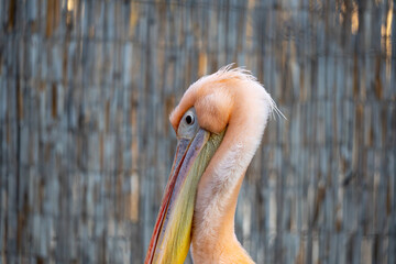 Close-up portrait of a pink pelican with a long beak and soft feathers. Detailed profile view with shallow depth of field and a calm, natural zoo or wildlife background.
