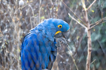 Close-up portrait of a blue hyacinth macaw perched on a branch. Vibrant blue feathers, yellow eye ring, and curved beak stand out against a soft, natural background.