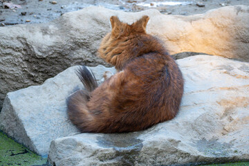 Red fox curled up resting on a rock in a zoo enclosure. Rear view shows thick reddish fur and bushy tail, creating a calm, cozy wildlife scene.