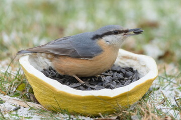 Eurasian Nuthatch (Sitta europaea) Feeding on Seeds at a Feeder &mdash; Common bird Species in the Czech Republic