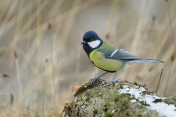 Great Tit (Parus major) perched on trunk. Common bird species in the wild in the Czech Republic.