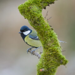 Great Tit (Parus major) perched on mossy branch. Common bird species in the wild in the Czech Republic.