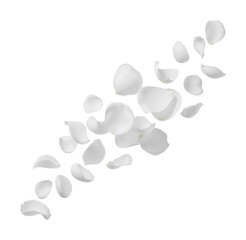 Scattering white petals nature floral arrangement isolated on transparent background