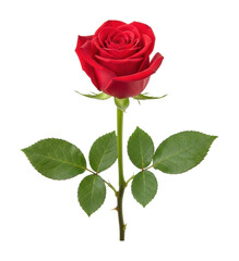 Elegant red rose bloom nature garden floral light isolated on transparent background