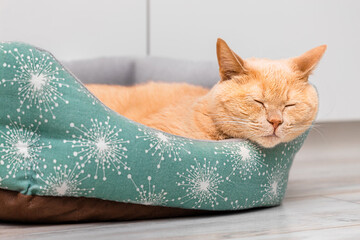 A ginger cat is lying in a bed.
