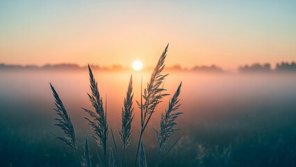 Scenic misty sunrise over meadow with wild grass silhouettes in morning fog and golden horizon light.