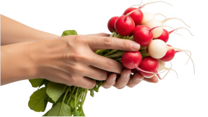 A person holding a fresh bunch of radishes on transparent background