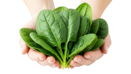 A person holding a bunch of fresh spinach leaves on transparent background