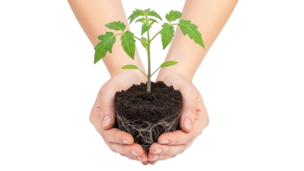 A person holding a small green plant with roots in their cupped hands on transparent background