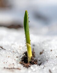 A macro shot of a green sprout from soil. Generative AI