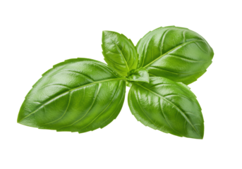 extreme macro shot of a vibrant emerald green sweet basil sprig, hyper-detailed texture, isolated by subtle rim light on a brilliant white background with copy space. Concept for organic food purity