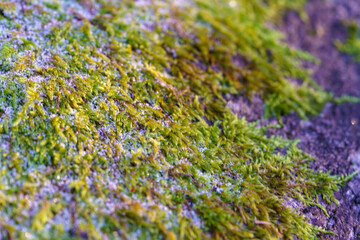 Frosted moss on rock surface macro background