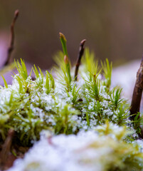 Fresh green moss shoots emerging from snow