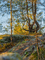 Pine trees on rocky forest slope in golden light