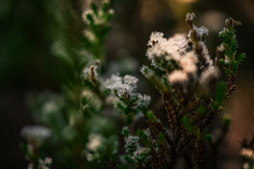 Frosted heather branches in dark forest mood