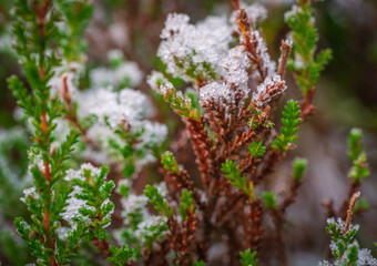 Frost covered heather in tundra macro detail