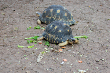 Obraz premium Stunning Indian star tortoise (Geochelone elegans) with exquisite star-patterned shell, actively feeding on fresh vegetables including celery, carrots, and greens in a natural outdoor setting. 