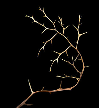 Dead branch of trifoliate orange or hardy orange (Citrus trifoliata), a deciduous native shrub of China and  Korea and a serious invasive in the sountheast U.S., where this sample was obtained.