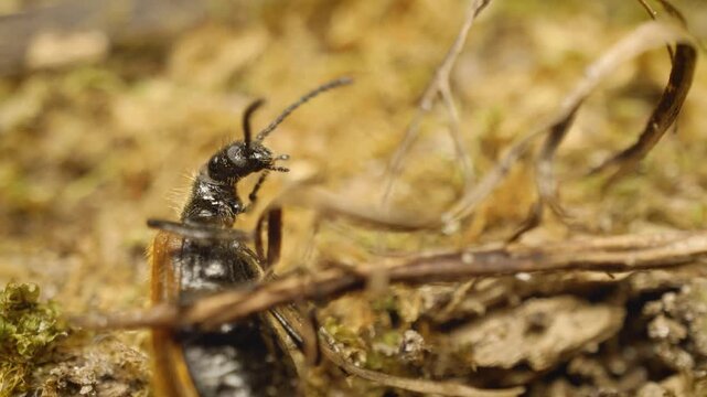 Extreme close-up of the rough-haired lagria beetle (Lagria hirta).