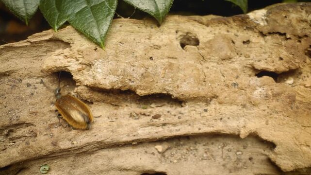 Close-up of the rough-haired lagria beetle (Lagria hirta) crawling.