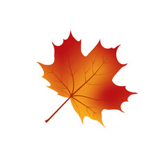 Maple leaf vector illustration. 