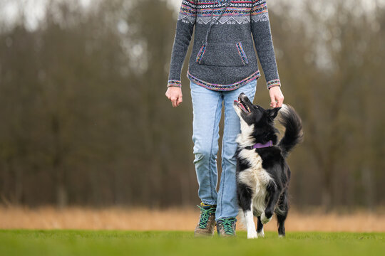 focused border collie dog heeling closely next to handler during outdoor dog training