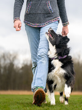 focused border collie dog heeling closely next to handler during outdoor dog training