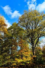 Fototapeta premium Herbst mit vielen bunten Farben im deutschen Wald